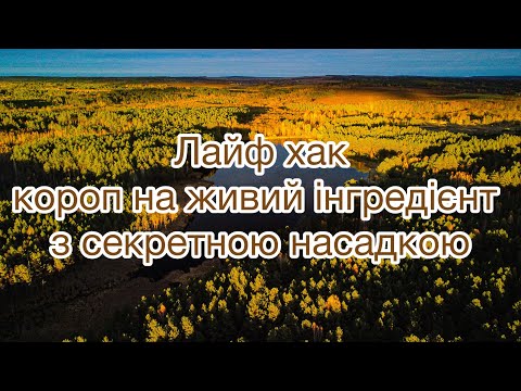Видео: Ловим коропів на живий інгредієнт та секретну насадку