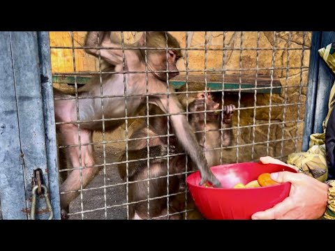 Видео: СМЕХ! Посмотрите, как ОБРАДОВАЛАСЬ НАМ банда Степки! 