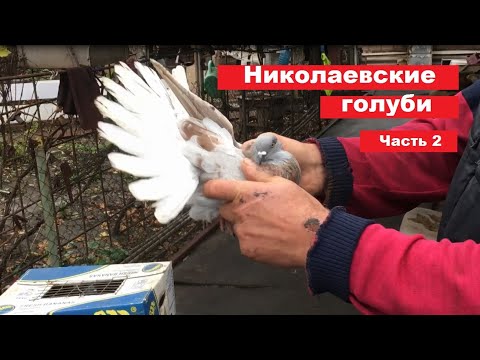 Видео: В гостях у Сергея Александровича(тел:(097)991-40-31). Смотрим николаевскую птицу. Часть 2