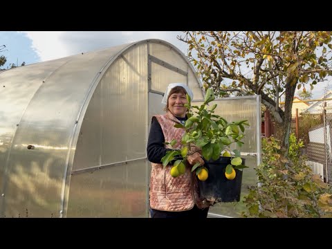 Видео: Сельская жизнь на юге | Осенние посадки в теплице |  Запахали горчицу