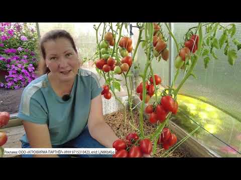 Видео: Самые вкусные и урожайные сорта тепличных томатов для консервирования 2023