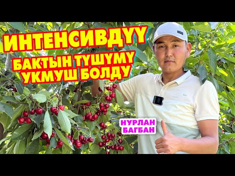 Видео: Ох-Хоо!  Нурлан багбандын ИНТЕНСИВДҮҮ БАГЫНА баш бактык  \  Быйыл ТҮШҮМ МОЛ болду дейт
