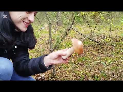 Видео: И снова в лес за грибами.😉😀😀           