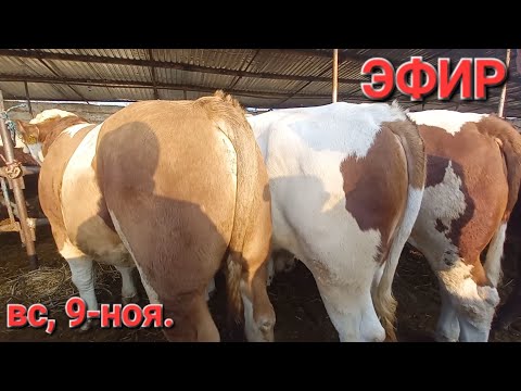 Видео: ТАДЖИКИСТАН.МОЛБОЗОРИ ХУҶАНД в прямом эфире!