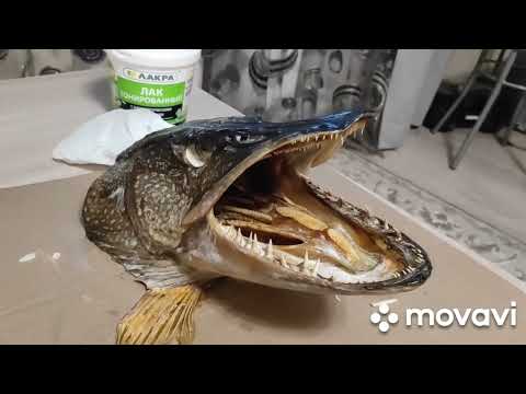 Видео: Чучело из головы щуки. Не допустите ошибки с какими столкнулся я.