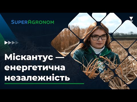 Видео: Жнива навесні — енергетичні культури vs газ / СуперАгроном