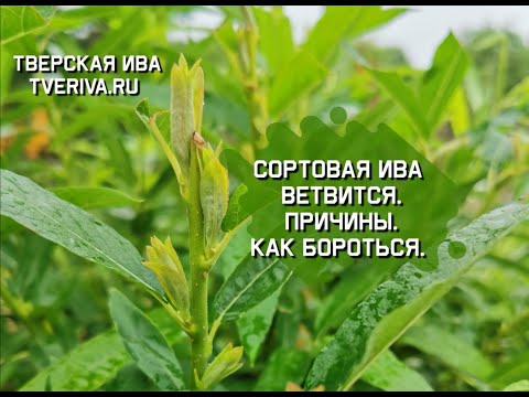 Видео: Сортовая ива ветвится. Причины. Как бороться.