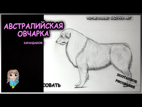 Видео: Как нарисовать собаку породы Австралийская овчарка карандашом поэтапно