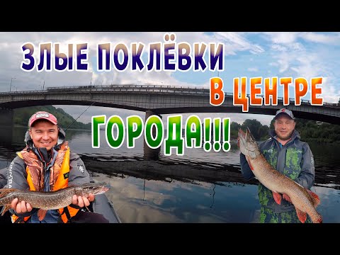 Видео: Злые поклевки в центре города!!!