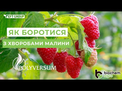 Видео: Як боротися із хворобами малини: дідімела, сіра гниль