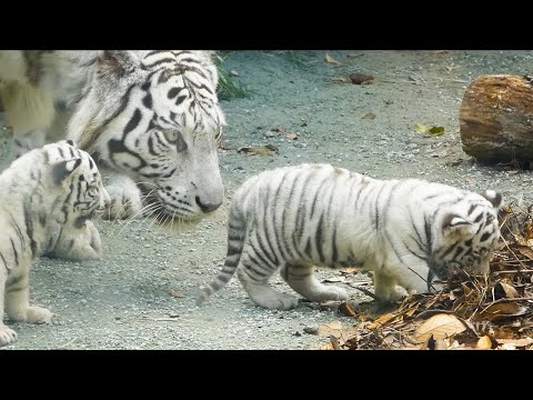 Видео: Цуки хочет ещё молока 💖 Её милая просьба растопит сердце 😍