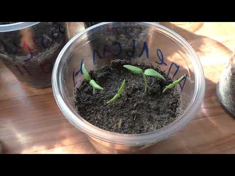 Видео: Первые работы с рассадой перцев после всходов