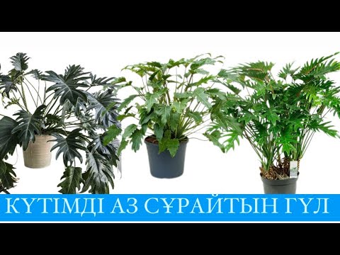 Видео: КҮТІМІ АЗ ГҮЛ ІЗДЕСЕҢ ОСЫ ГҮЛДІ ӨСІРІҢІЗ‼️