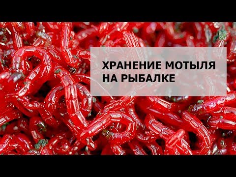 Видео: Хранение мотыля на рыбалке летом.
