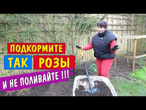 Видео: Всего 3 простых подкормки весной - и розы цветут все лето! И ещё один секрет 👌