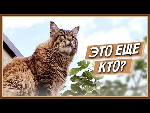 Видео: Кот Вилли и новый зверек во дворе!