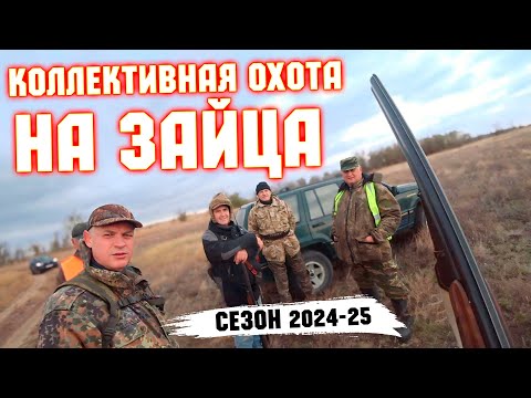 Видео: СТОЛЬКО ЗАЙЦА мы еще не видели! Открытие сезона!Hare hunting.#охотаназайцапочернотропу #охотаназайца