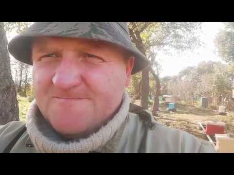 Видео: Известь против аскофероза. Способ применения, механизм действия.