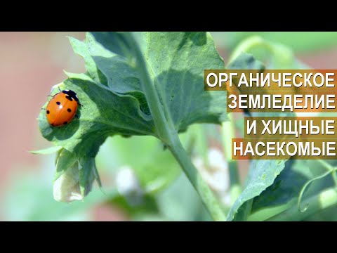 Видео: Борьба с тлей и колорадским жуком. Органическое земледелие Ивана Новичихина