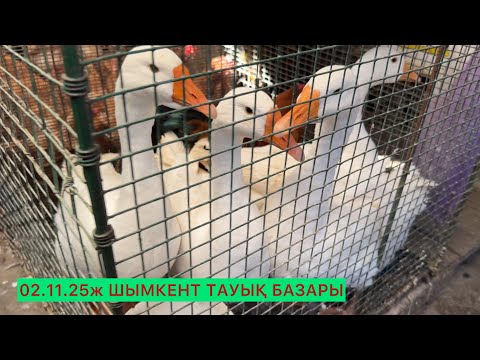 Видео: Тауық,ит,қаз,қоян,үндік бағалары.
