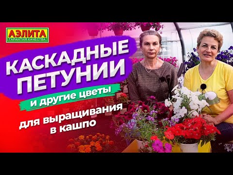 Видео: КАСКАДНЫЕ ПЕТУНИИ для выращивания в кашпо. Советы по выращиванию цветов на балконе.