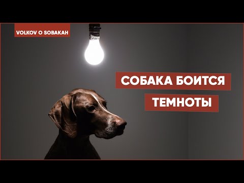 Видео: Собака боится темноты