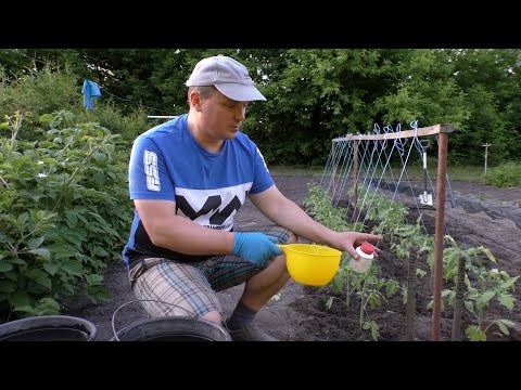 Видео: Сажаем томаты в открытый грунт- попробуйте посадить так же!!!