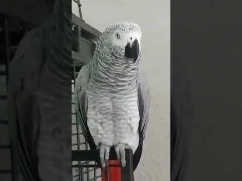 Видео: Опа! Танцует Кира!