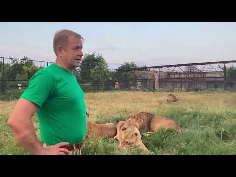 Видео: Мы в саванне НАВОДИМ ПОРЯДКИ СРЕДИ ЛЬВОВ ! Russian Lion man !