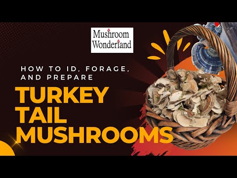Видео: Грибы-индюшачьи хвостики: определение, сбор и подготовка