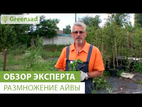 Видео: Размножение айвы
