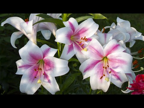 Видео: Лилии - фейерверк красок в саду. Сорта лилий.