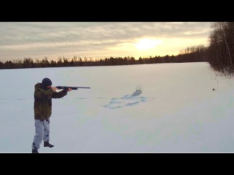 Видео: Два зайца на 12 км. Охота на зайца беляка