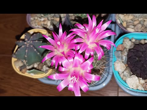 Видео: Семена кактусов с CactusGarden 🌵Что я собираюсь сеять. Мини теплички.