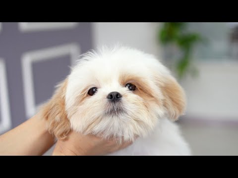 Видео: МИЛЫЙ ЩЕНОК, ВПЕРВЫЕ В ЗООМАГАЗИНЕ !!🐶🛀