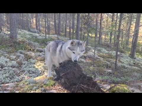 Видео: В поисках грибных мест Н Фадеев Карелия