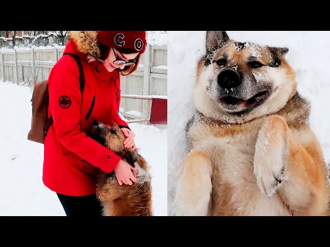 Видео: КАК МЫ СЪЕЗДИЛИ В ПРИЮТ ДЛЯ БЕЗДОМНЫХ СОБАК