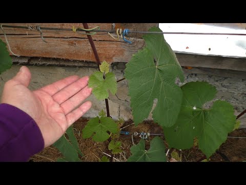 Видео: Секреты работы с пасынками. Удалять нельзя оставить!