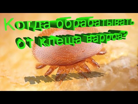 Видео: Профессор Кашковский: Когда обрабатывать от клеща?