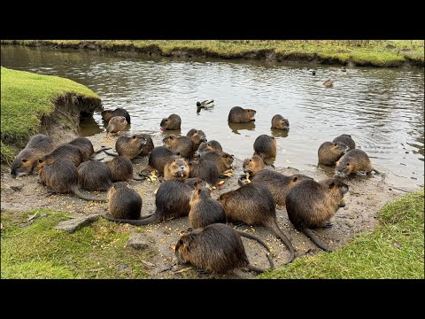 Видео: У каналі Slava відбувається прямий ефір.