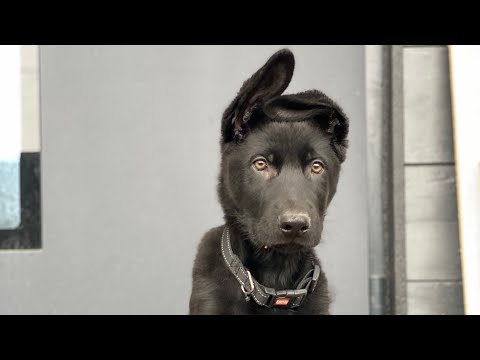 Видео: Щенок немецкой овчарки / начальная отработка команд