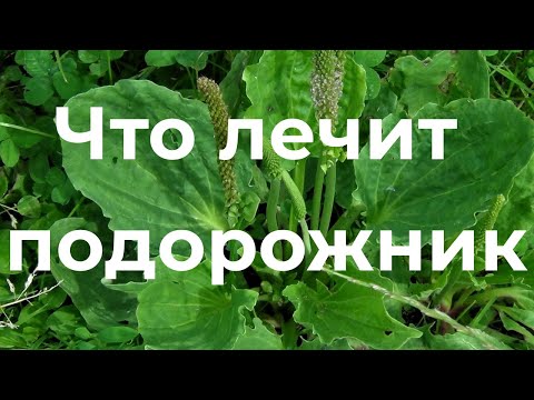 Видео: Подорожник лечит с головы до пят! Фитотерапия. Лекция Ирины Стефановской. Выпуск 75.