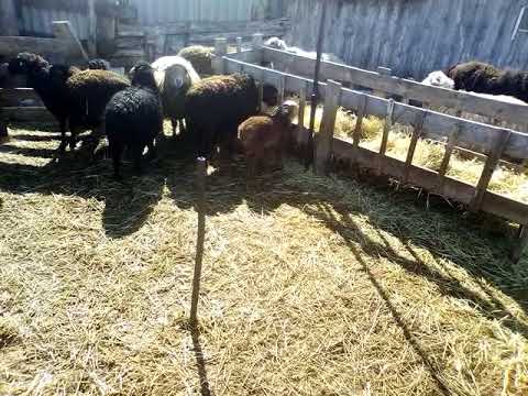 Видео: Что делать? если овца(первокотка)не принимает ягненка.