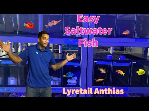 Видео: Лирохвостый Антиас!! Красота 😍