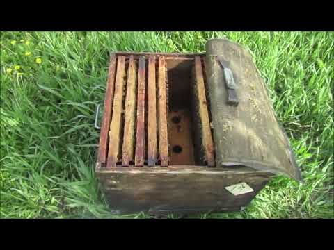 Видео: Подсадка плодных маток в безматочные, с зимы, семьи (1- ое мая).