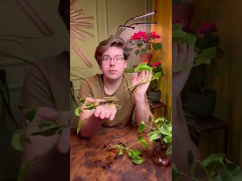 Видео: Как переукоренить антуриум! Правила посадки мужского счастья 🤟🏻
