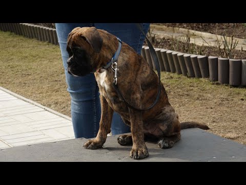 Видео: ДТ-128. Знакомьтесь, боксер Джесси