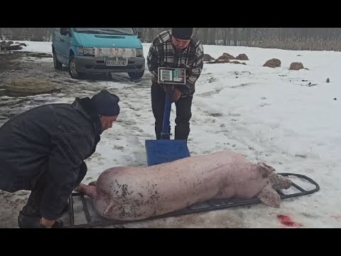 Видео: НА ГОРОХЕ СВИНЬИ НЕ РАСТУТ!!! 6.5 месяца - 150 кг. Свиноводство.