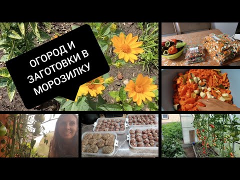 Видео: 08.2025 Огородные дела, и овощные заготовки в морозилку....