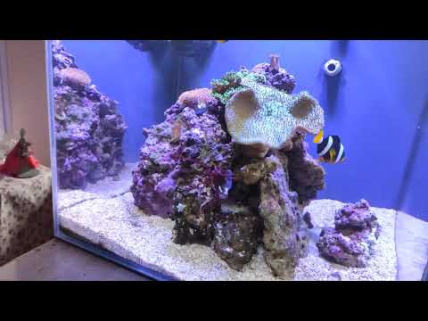 Видео: морской аквариум 100 литров